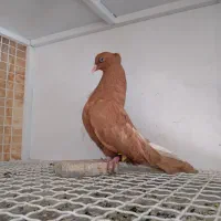 کبوتر کفتر زرد دم سفید۶ ملیون