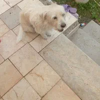 سگ سفید|سگ|آستانه اشرفیه, |دیوار