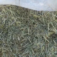 گیاه خرمنکوب شده