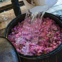 گلاب اصل قمصر کاشان