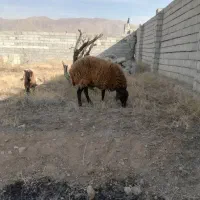 گوسفند‌ماده‌شیشک|حیوانات مزرعه|صوفیان, |دیوار