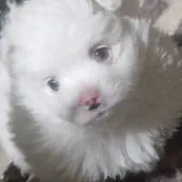 توله  پامرین ناز|سگ|اصفهان, شفق|دیوار