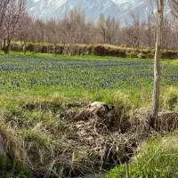 فروش باغ آلو در صحرای باباسلطان خوانسار