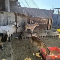 بز پازن میش|حیوانات مزرعه|پارسیان, |دیوار