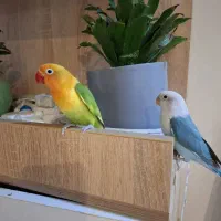 فروش 2تا طوطی برزیلی