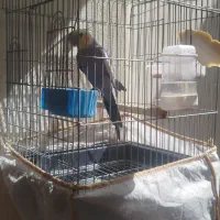 عروس هلندی نر ابلق