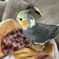 عروس هلندی گمشده