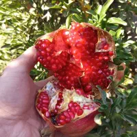 انار سیاب کوهدشت صادراتی|خوردنی و آشامیدنی|کرج, میدان میوه و تره بار مرکزی|دیوار