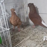 جفت دم سفید