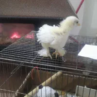تخم مرغ   نطفه دار و خوراکی