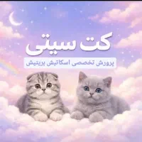 گربه اسکاتیش و بریتیش مجموعه کت سیتی