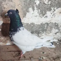 کفتر|پرنده|شیروان (خراسان), |دیوار