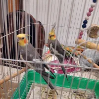 دوعدد عروس هلندی نر دستی سخنگو