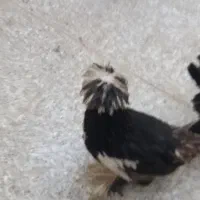 مرغ و خروس سلطان|حیوانات مزرعه|یزد, |دیوار