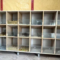 ویترین اجیل و خشکبار اجیل و شکلات تخمه