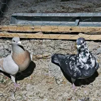 کبوتر پلاکی ماده