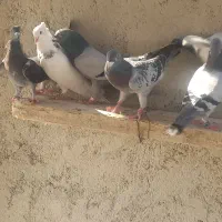 کبوتر|پرنده|شبانکاره, |دیوار