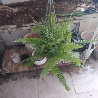 گل و گیاه سرخس