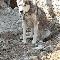 سگ هاسکی|سگ|زهک, |دیوار