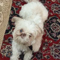 سگ اشپیتز  نر