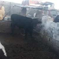 سیل