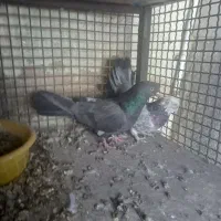 کبوتر پور|پرنده|مارگون, |دیوار