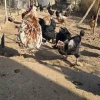 فروش مرغ و خروس گلین.مرندی و گلپایگان|حیوانات مزرعه|خوسف, |دیوار