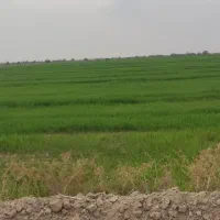 اجاره 15 هکتار زمین کشاورزی در رامشیر