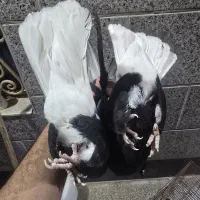 اشعل