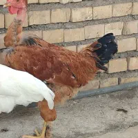 خروس  پاپر دیلگونی