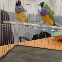 فنچ عروس هلندی گرینچیگ پرنده مرغ عشق برزیلی قناری