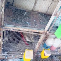 چفت توری جفتگاه|لوازم جانبی حیوانات|زرند, |دیوار