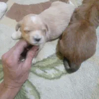 واگذاری سگ غیر رایگان|سگ|بومهن, |دیوار