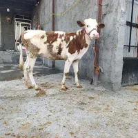 گوساله سیمینتال|حیوانات مزرعه|بیلوار, |دیوار