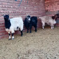 بز چاق قصابی
