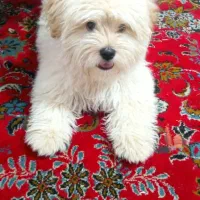 سگ شیتزو تریر نر 7ماهه