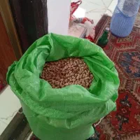 ۵۰کیلولوبیاصاف وشکسته شده بفروش میرسد