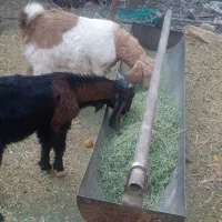 فروش دوراس کهره نر|حیوانات مزرعه|فسارود, |دیوار