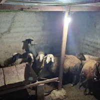 فروش گوسفند داشتی|حیوانات مزرعه|پایین هولار, |دیوار