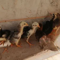 جوجه گلین ی دونه شاخدار