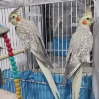 عروس هلندی و قناری