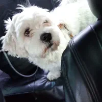 واگذاری سگ تریر یک ساله