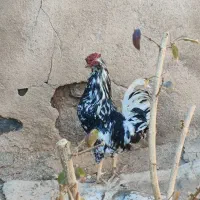 خروس گلین چهل تاج ریش دار