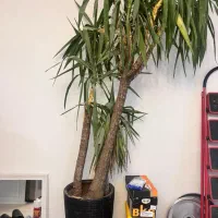 گلدان و گیاه