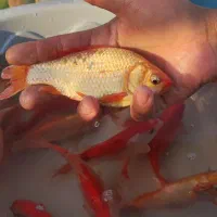 ماهی مولد|ماهی|نوده انقلاب, |دیوار