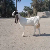 گوسفند ماده مالداری مری|حیوانات مزرعه|ایرانشهر, |دیوار