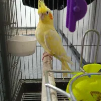 یک جفت عروس هلندی مولد