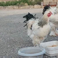 مرغ