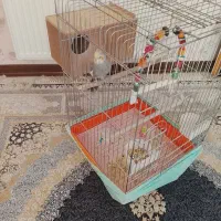 عروس|پرنده|زاهدان, |دیوار