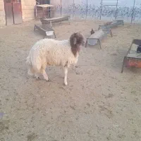 بره قوچی|حیوانات مزرعه|آبدانان, |دیوار